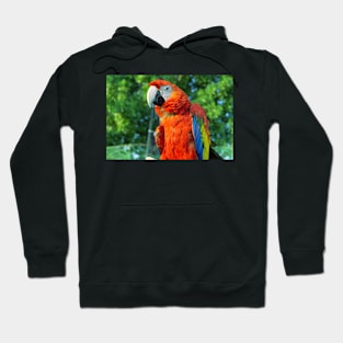 Red Macaw Bird Hoodie